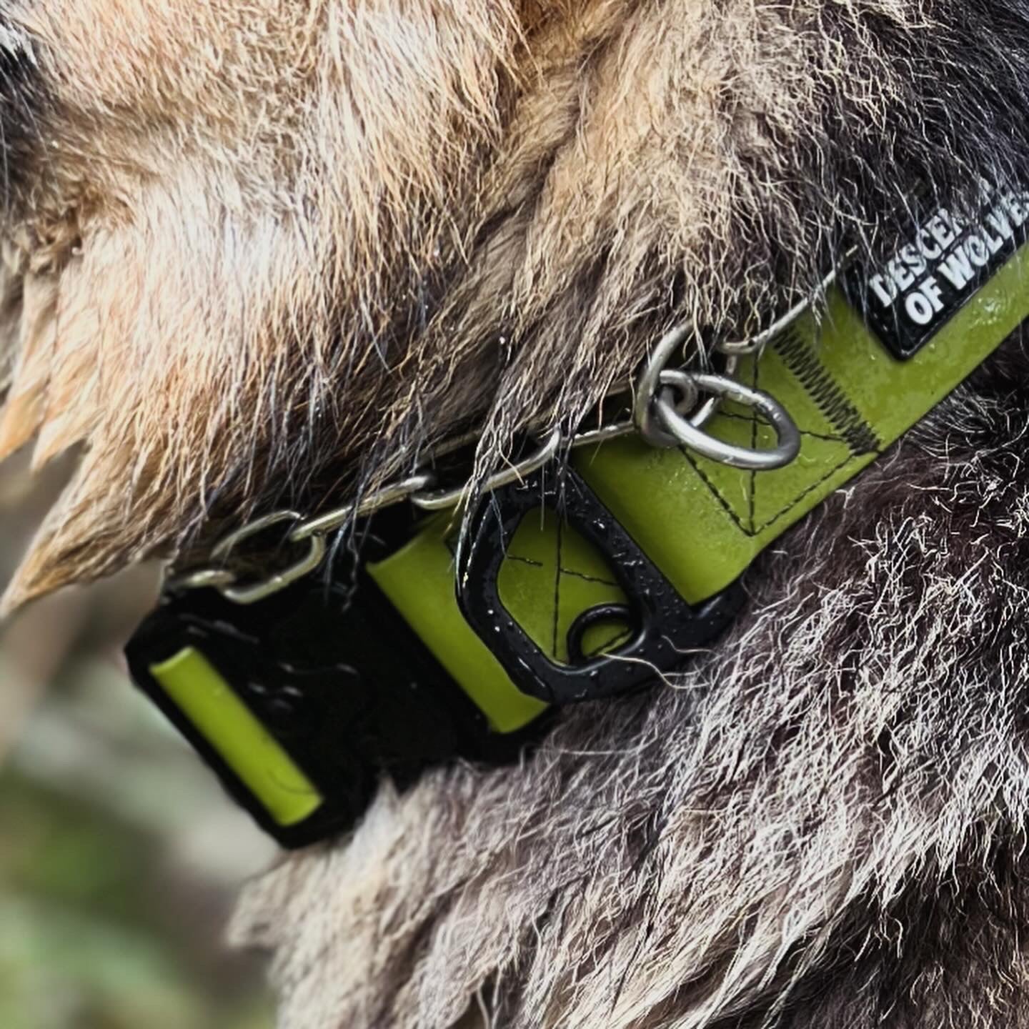 Tactical PVC Collar | 38mm Width - descendantofwolves